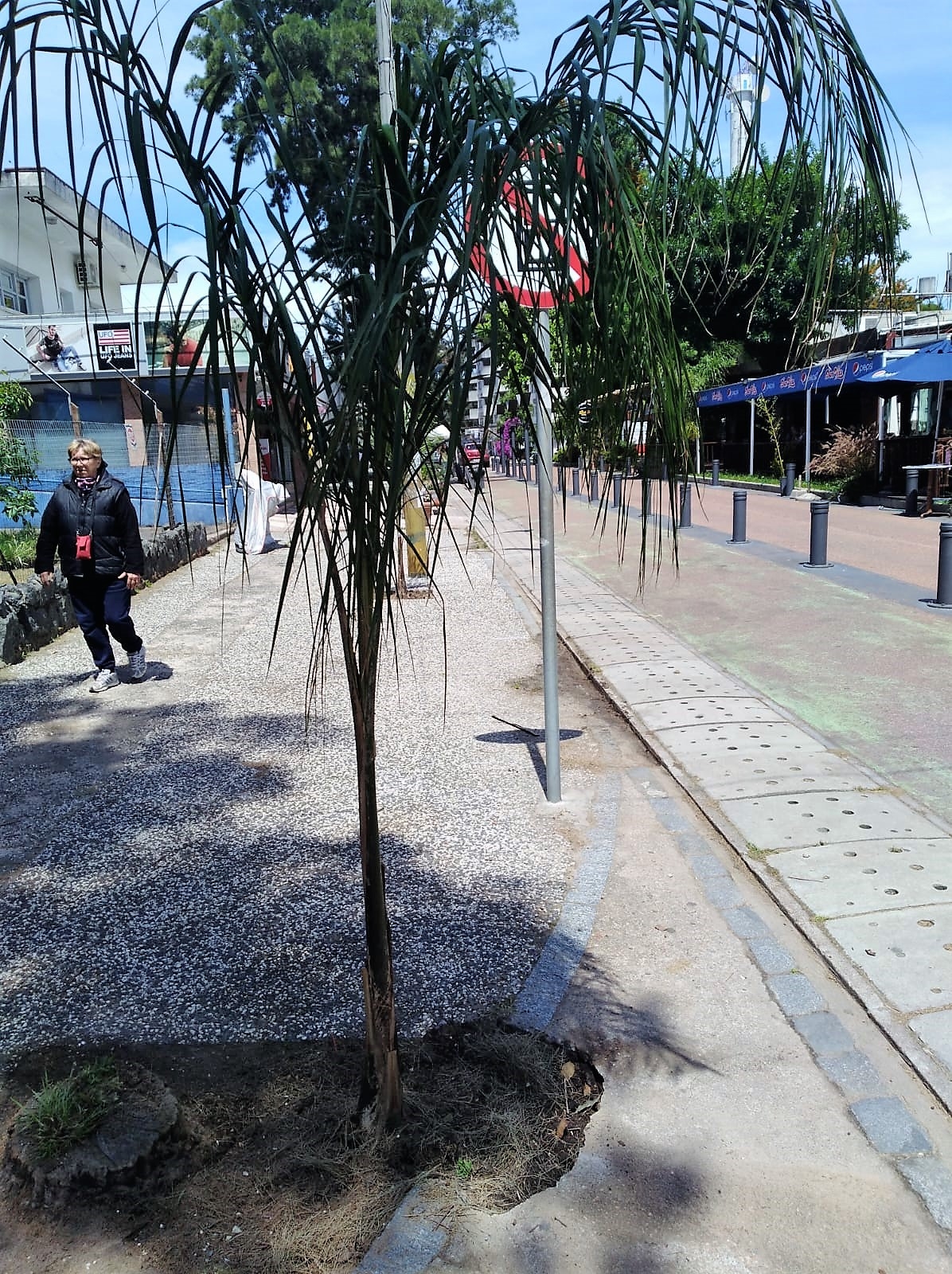 Plantación de Palmeras Pindó en la peatonal de Atlántida
