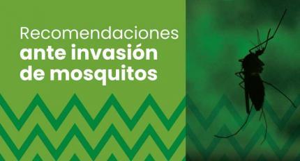 Recomendaciones ante Invasión de mosquitos